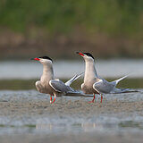 Water birds
